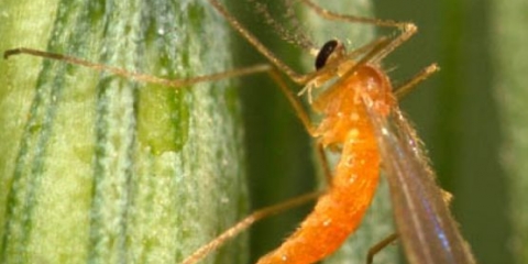 Kako se nositi sa žučicom na malinama u proljeće i jesen